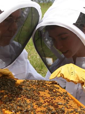 Découverte de l'apiculture et récolte de miel